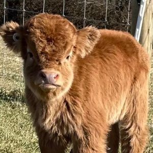 Meet your Posher, Addison